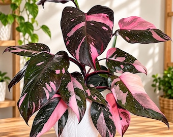 Pink Princess Philodendron, Variegated Pink & Green Foliage, Rare Tropical Houseplant