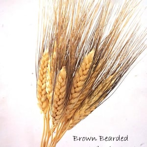 May include: A bundle of dried brown bearded wheat stalks tied together with a light-colored string. The golden-brown grain heads feature long, dark brown awns extending upwards. The text "Brown Bearded Wheat" is printed in black on the right.