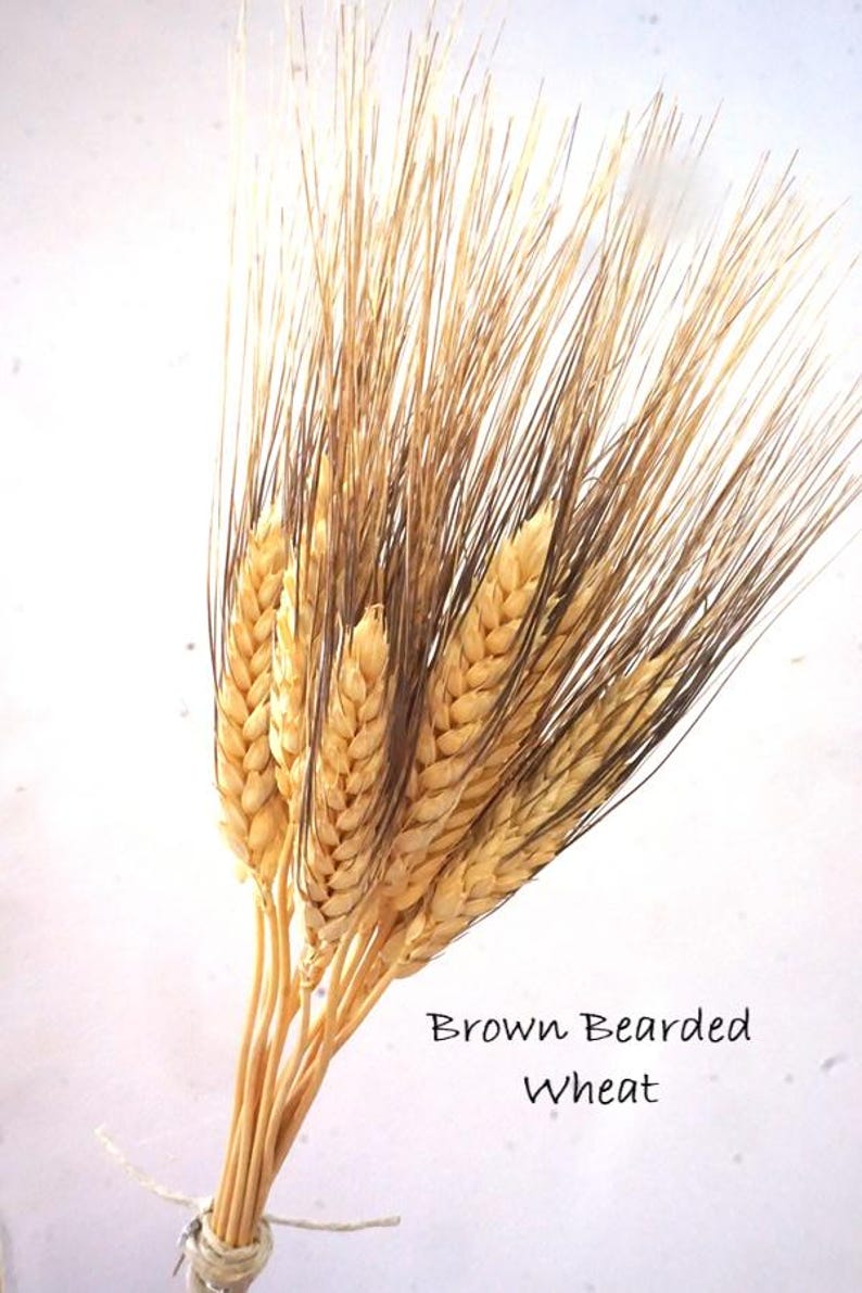 May include: A bundle of dried brown bearded wheat stalks tied together with a light-colored string. The golden-brown grain heads feature long, dark brown awns extending upwards. The text "Brown Bearded Wheat" is printed in black on the right.