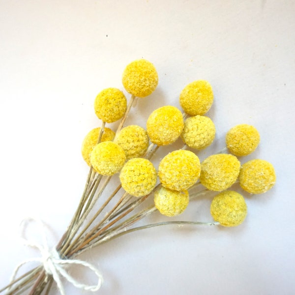Yellow Billy Balls Dried Flower Bunch of Dry Flowers for DIY Wedding Table Decor Flowers for Vase for Flower Arranging Mix & Match Flowers