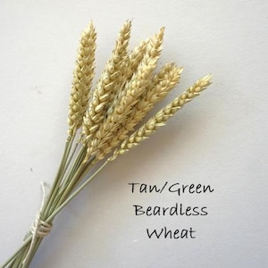 May include: A bundle of dried tan and green beardless wheat stalks tied together with a thin string. The text Tan/Green Beardless Wheat is printed in black on the right side of the stalks, identifying the botanical plant variety shown.