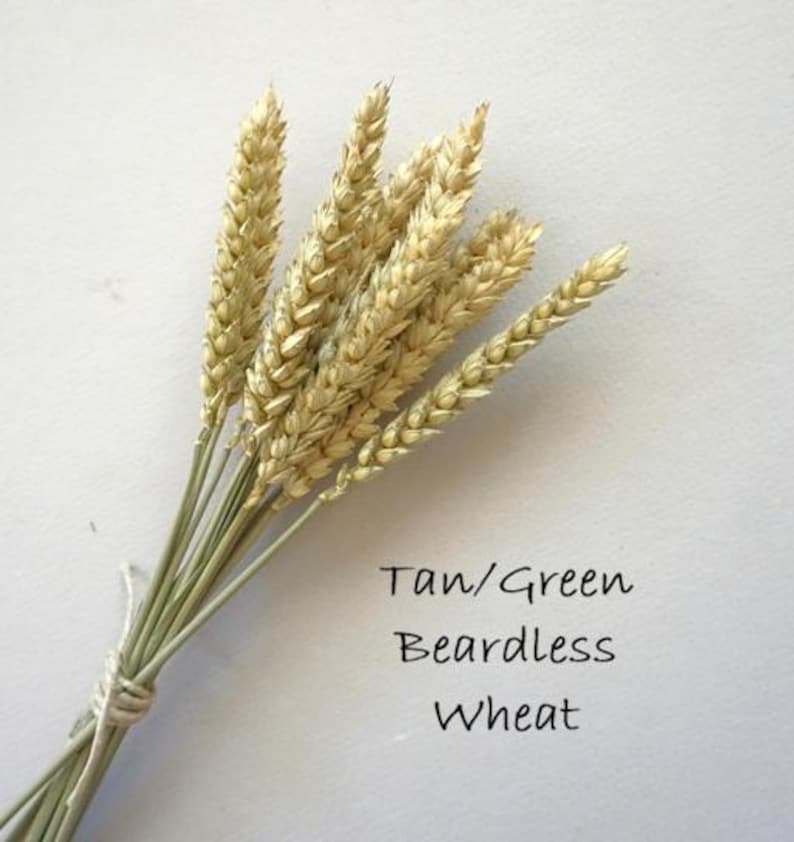 May include: A bundle of dried tan and green beardless wheat stalks tied together with a thin string. The text Tan/Green Beardless Wheat is printed in black on the right side of the stalks, identifying the botanical plant variety shown.