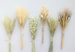 Dried Grass Bunches, Dried Flowers, Dried Flower Sampler Set, Flowers for Bud Vase, DIY Dried Flowers, Dried Wheat, Fall Decor, Bunny Tails 