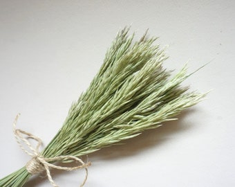 May include: A bundle of dried green grass tied with twine. The grass has a light green color with feathery tips. The twine is wrapped around the stems and tied in a bow. The background is a plain white surface.