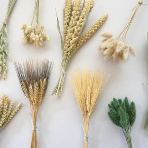 May include: A collection of nine distinct bundles of dried grasses and grains, including light green oat stalks, beige phalaris, yellow millet, fluffy white bunny tails, dark-tipped wheat, golden wheat, and vibrant green foxtail grass.