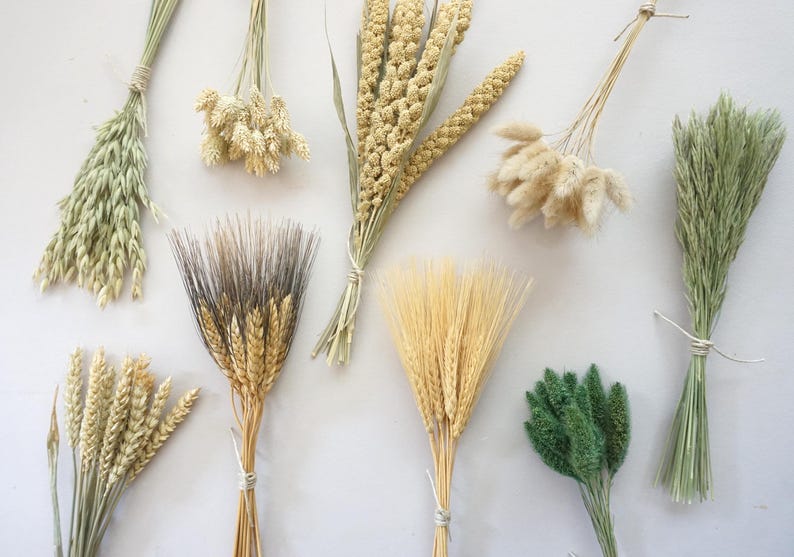 May include: A collection of nine distinct bundles of dried grasses and grains, including light green oat stalks, beige phalaris, yellow millet, fluffy white bunny tails, dark-tipped wheat, golden wheat, and vibrant green foxtail grass.
