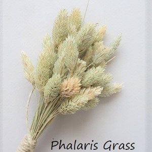 May include: A bundle of dried Phalaris grass with pale green and cream-colored seed heads. The stems are gathered together and secured with a light-colored twine wrap. The text Phalaris Grass is printed in black in the lower right corner.