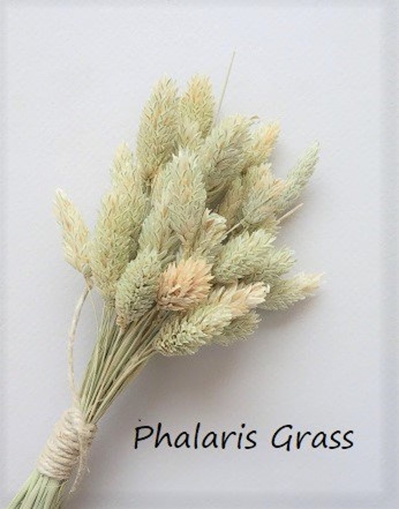 May include: A bundle of dried Phalaris grass with pale green and cream-colored seed heads. The stems are gathered together and secured with a light-colored twine wrap. The text Phalaris Grass is printed in black in the lower right corner.