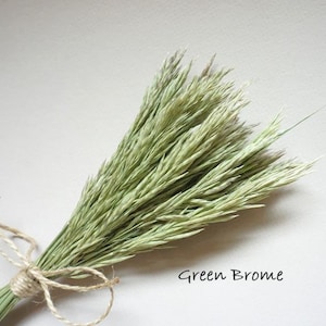 May include: A bundle of dried green brome grass stems tied together with a thin natural jute twine. The grass features slender, pointed seed heads with a pale green hue. The text Green Brome is printed in black in the lower right corner.
