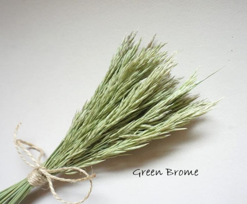 May include: A bundle of dried green brome grass stems tied together with a thin natural jute twine. The grass features slender, pointed seed heads with a pale green hue. The text Green Brome is printed in black in the lower right corner.