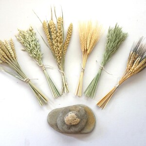 May include: Six small bundles of dried grains and grasses in various shades of beige, light green, and golden yellow, each tied with thin string. Below the bundles are three smooth, rounded gray and tan stones stacked in a small pile.