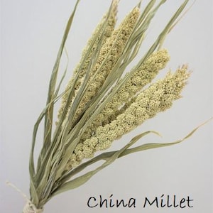 May include: A bundle of dried China Millet stalks featuring pale green, textured grain heads and long, slender leaves. The stems are gathered together and secured with a simple piece of light-colored twine. The text China Millet is visible.