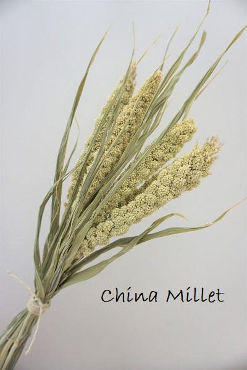 May include: A bundle of dried China Millet stalks featuring pale green, textured grain heads and long, slender leaves. The stems are gathered together and secured with a simple piece of light-colored twine. The text China Millet is visible.