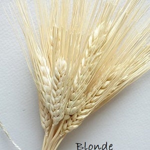 May include: A bundle of dried blonde bearded wheat stalks tied together with a thin white string. The stalks feature long, thin awns and textured grain heads. The text Blonde Bearded Wheat is printed in black on the lower portion of the image.