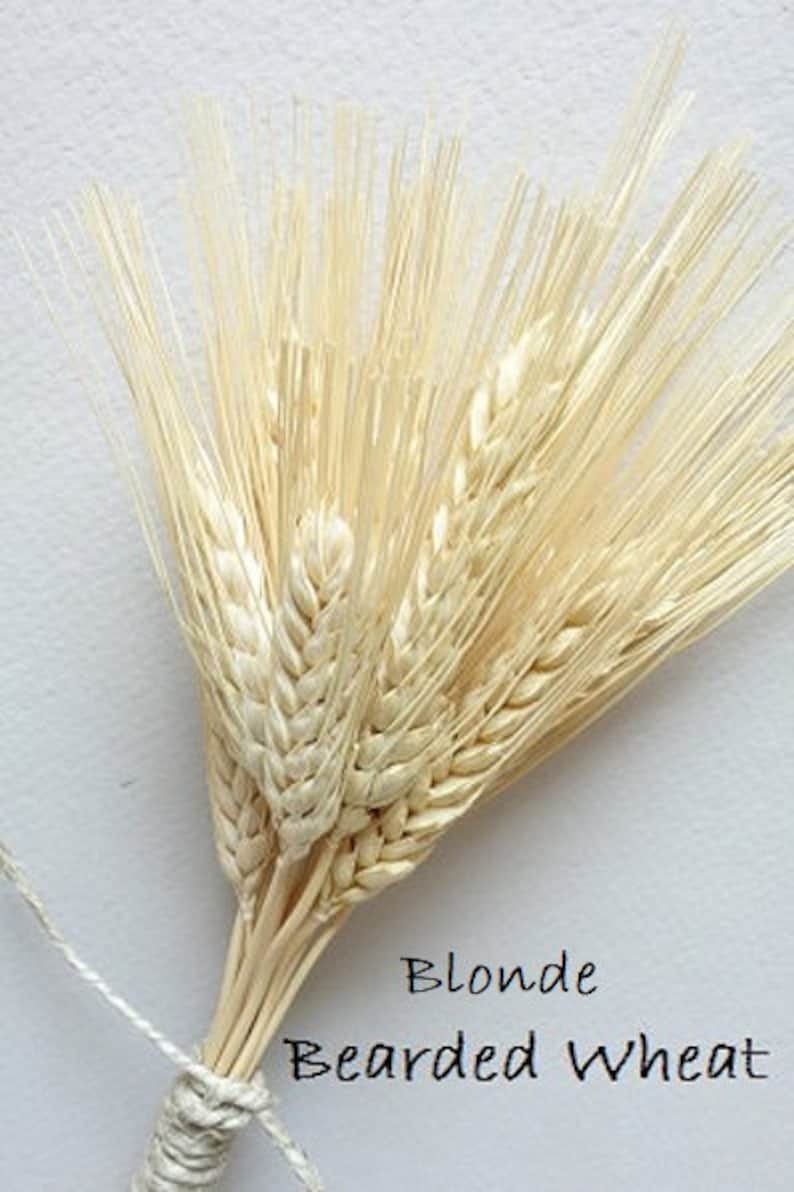 May include: A bundle of dried blonde bearded wheat stalks tied together with a thin white string. The stalks feature long, thin awns and textured grain heads. The text Blonde Bearded Wheat is printed in black on the lower portion of the image.