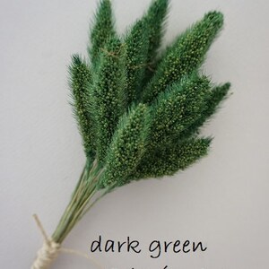 May include: A bundle of dark green Setaria grass stems with textured, cylindrical seed heads. The stems are gathered together and secured at the base with a light-colored twine. The text "dark green Setaria Grass" is printed on the image.