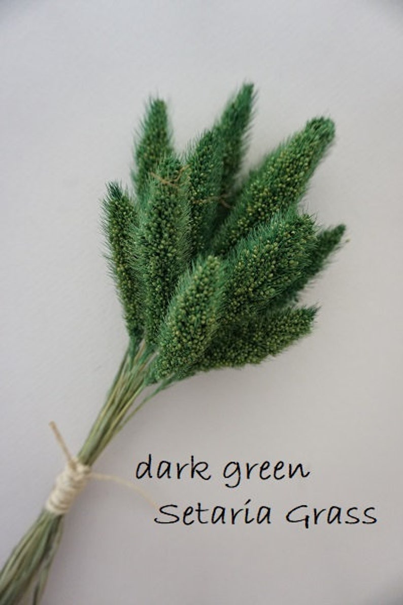 May include: A bundle of dark green Setaria grass stems with textured, cylindrical seed heads. The stems are gathered together and secured at the base with a light-colored twine. The text "dark green Setaria Grass" is printed on the image.