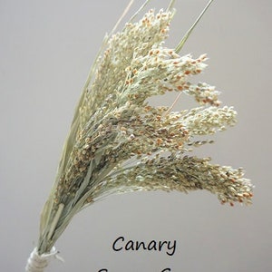 May include: A bundle of dried Canary Spray Grass with light green and tan seed heads, tied together at the base with a white string. The text Canary Spray Grass is printed in black letters on the right side of the dried plant stems.