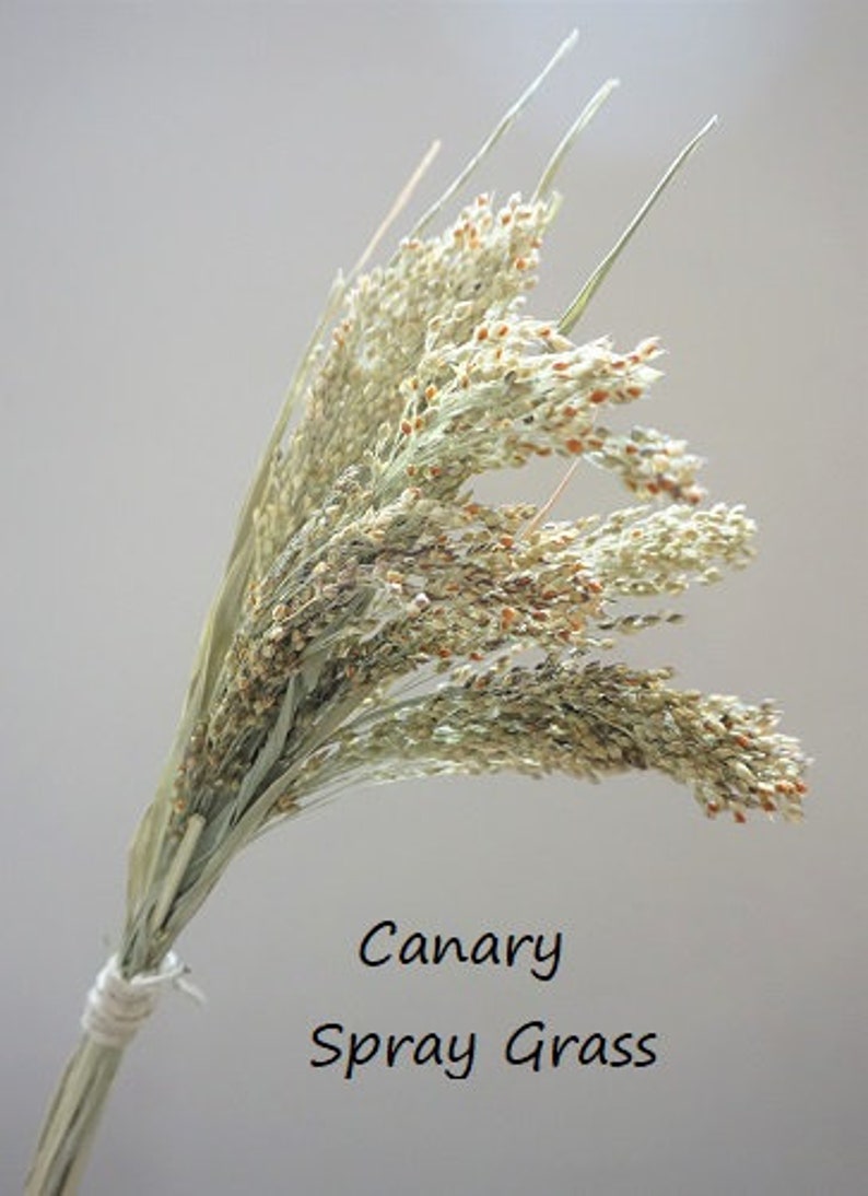 May include: A bundle of dried Canary Spray Grass with light green and tan seed heads, tied together at the base with a white string. The text Canary Spray Grass is printed in black letters on the right side of the dried plant stems.