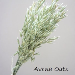 May include: A bundle of dried Avena oats with pale green stalks and seed heads, tied together at the base with a piece of light-colored twine. The text Avena Oats is printed in black in the lower right area of the image.