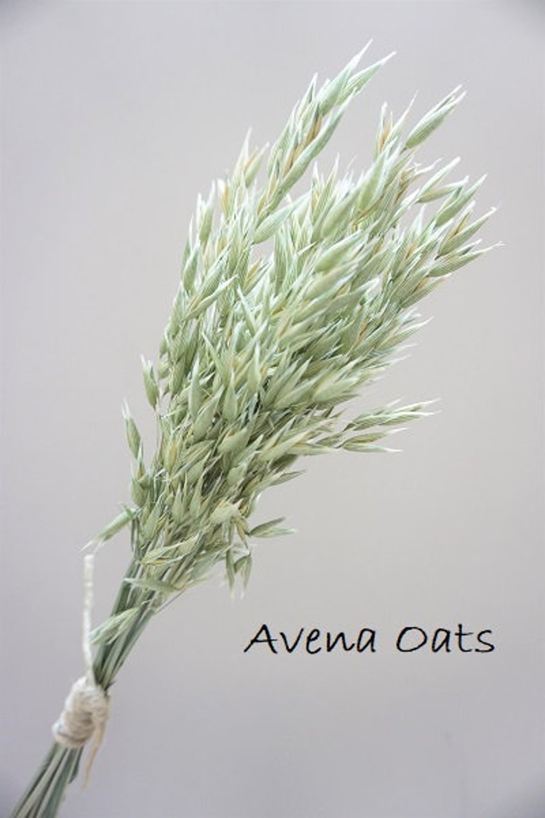 May include: A bundle of dried Avena oats with pale green stalks and seed heads, tied together at the base with a piece of light-colored twine. The text Avena Oats is printed in black in the lower right area of the image.