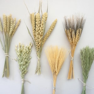 May include: A collection of six distinct bundles of dried botanical elements, including stalks of golden wheat, pale green oat sprigs, textured millet, and fine-tipped grasses, each tied securely with thin white string at the base of the stems.