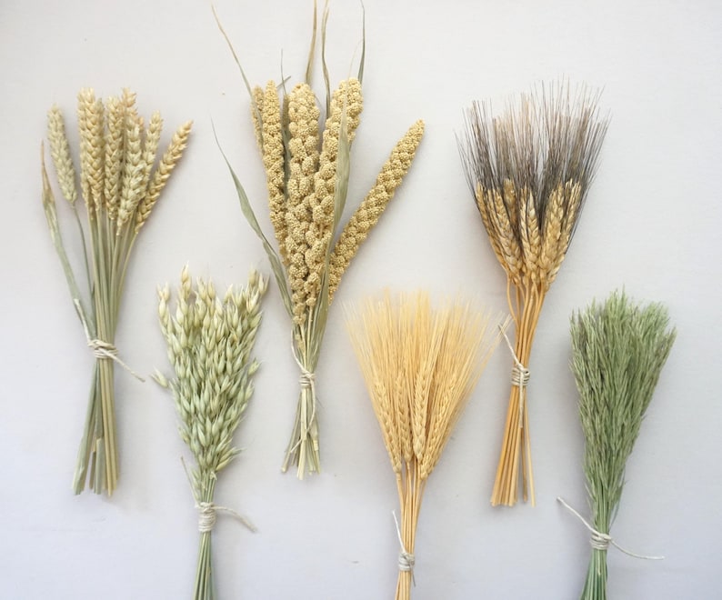 May include: A collection of six distinct bundles of dried botanical elements, including stalks of golden wheat, pale green oat sprigs, textured millet, and fine-tipped grasses, each tied securely with thin white string at the base of the stems.