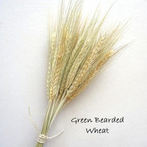 May include: A bundle of dried green bearded wheat stalks tied together with a thin white string. The wheat heads are light green and tan in color with long, thin, wispy awns extending from the top. The text Green Bearded Wheat is visible.