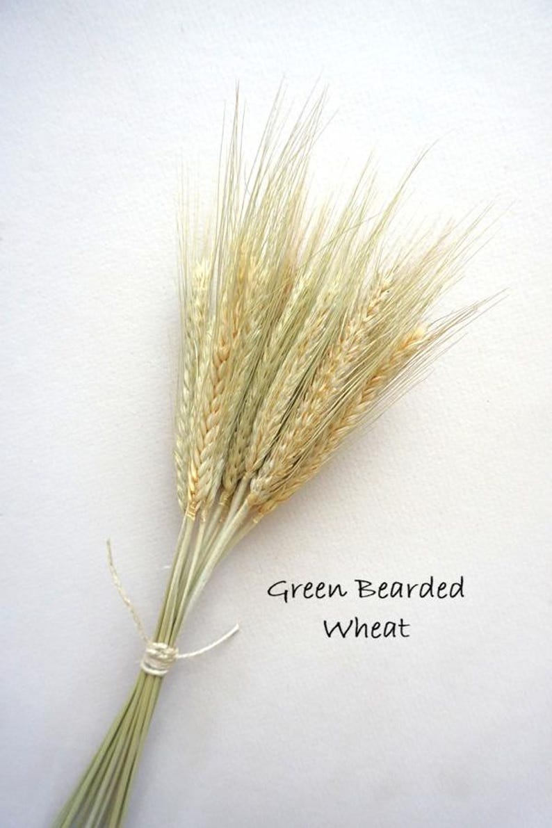 May include: A bundle of dried green bearded wheat stalks tied together with a thin white string. The wheat heads are light green and tan in color with long, thin, wispy awns extending from the top. The text Green Bearded Wheat is visible.