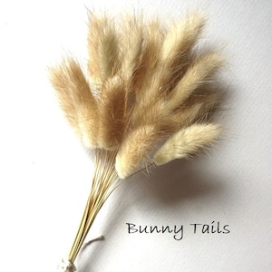 May include: A small bundle of dried beige bunny tail grass stems with soft, fuzzy, oval-shaped seed heads. The stems are gathered together and tied with a thin white string. The text Bunny Tails is printed in black in the lower right corner.