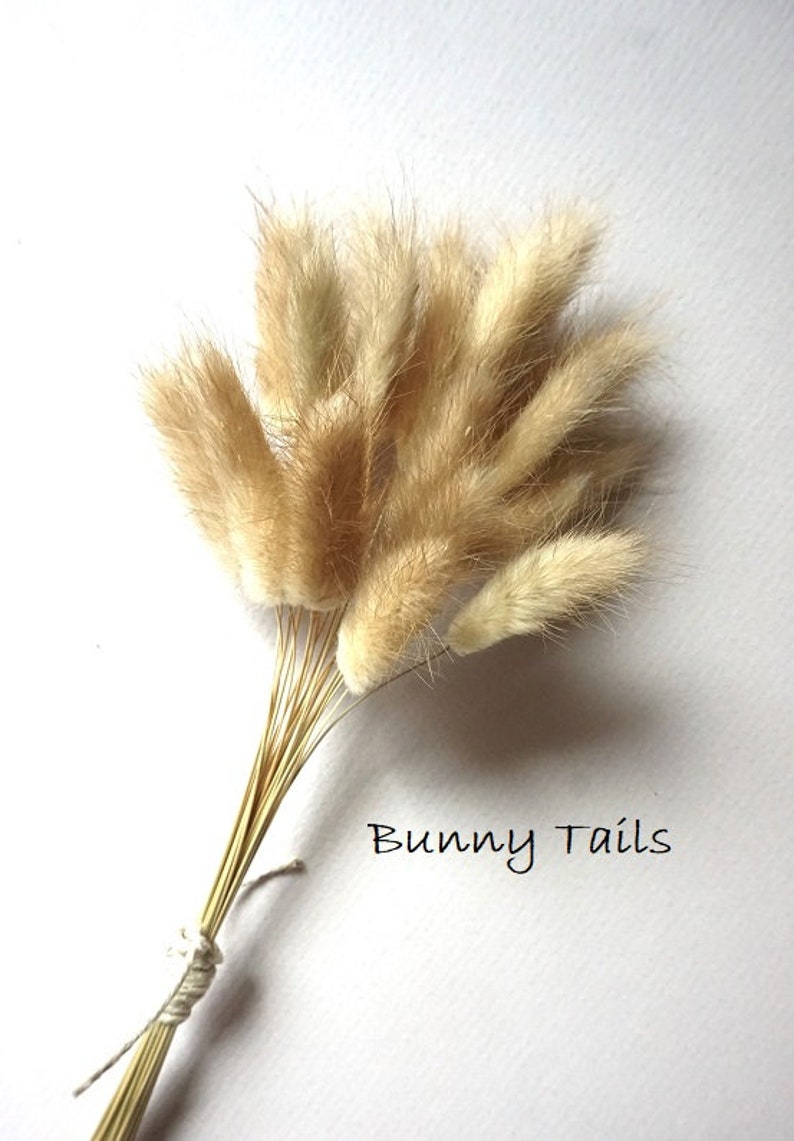 May include: A small bundle of dried beige bunny tail grass stems with soft, fuzzy, oval-shaped seed heads. The stems are gathered together and tied with a thin white string. The text Bunny Tails is printed in black in the lower right corner.