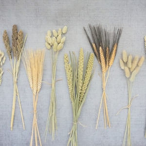 May include: An assortment of dried wheat, oats, and other grains, tied together with twine. The bundles display a variety of colors, from light beige to dark brown, and are arranged against a gray background. A rustic and natural decorative element.