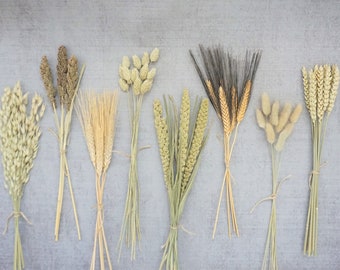 May include: An assortment of dried wheat, oats, and other grains, tied together with twine. The bundles display a variety of colors, from light beige to dark brown, and are arranged against a gray background. A rustic and natural decorative element.