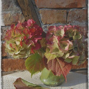 Red Yellow Hydrangea Flower Photo Card Fine Art Floral Wall Art 4 X 6 image 1