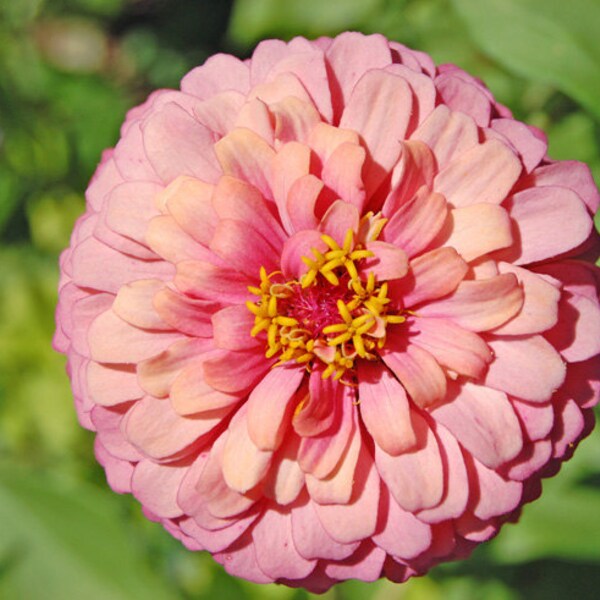 Pink Zinnia Flower Photo Fine Art Floral wall art Home decor 8 x 10