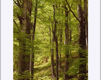 Spring Mountain Forest Fine Art Print Green Brown Wall Art Home Decor