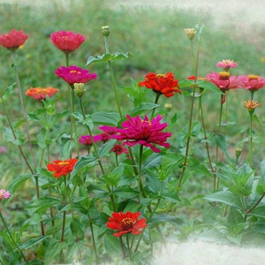 Instant Download Photo Zinnia Flower Fine Art Floral Wall Art Home Decor