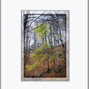 Otoño Bosque Paisaje Foto Tarjeta Bellas Artes Floral Pared Arte 4 X 6