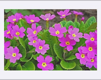 Pink Oxlip Flower Print Fine Art Wall Art