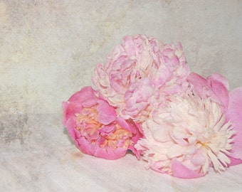 Pink Peonies Flower Photo Shabby chic  Fine Art Floral Wall Art Home decor 8 x 10