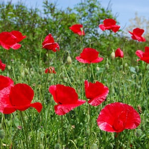 Instant Download Photo Red Poppies Fine Art Flower Floral Wall Art Home Decor