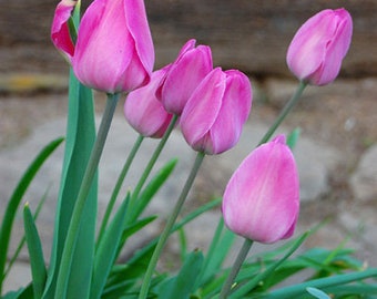 Instant Download Photo Pink Tulips Flower Floral Wall Art