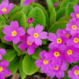 Instant Download Photo Pink Oxlip Flower Fine Art Floral Wall Art Home Decor