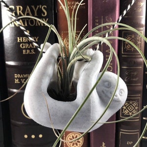 May include: A white ceramic sloth planter with a green air plant growing inside. The planter is hanging from a black and white string.
