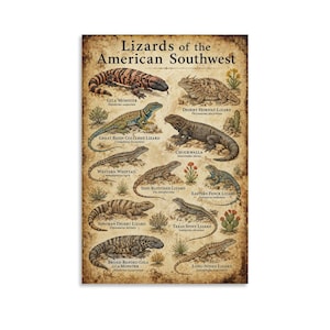 Puede incluir: Un póster titulado Lizards of the American Southwest que presenta ilustraciones de diez especies de lagartos, incluyendo el monstruo de Gila, el lagarto cornudo del desierto, el lagarto de collar y otros, con sus nombres.