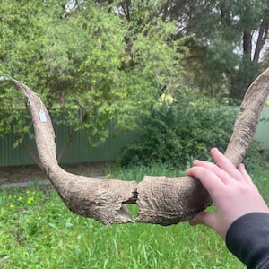 May include: A pair of weathered, light brown animal horns with a rough, ridged texture. The horns are curved, pointed at the ends, and feature a visible break in the centre where the two pieces are separated, with a small white tag attached.