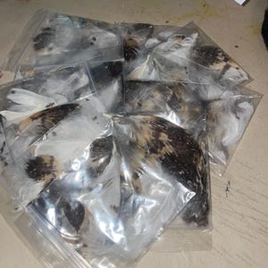 May include: A collection of clear plastic zip-top bags containing assorted feathers. The feathers feature a mix of white, brown, black, and tan mottled patterns. Each bag is filled with multiple individual feathers arranged in a layered stack.