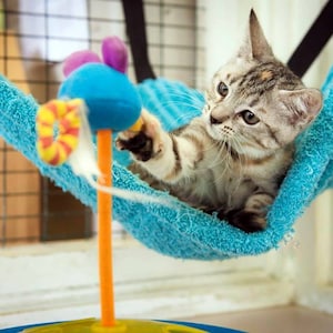 May include: A gray and white tabby kitten plays with a colorful toy in a blue hammock. The toy has a blue, orange, and white design.