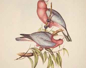 Conjunto de 4 litografias originais de pássaros de John Gould, décadas de 1920 e 1930, com ilustrações botânicas e ornitológicas.