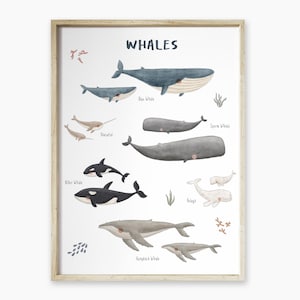 Impression d'art anglaise de carte de baleine, pépinière d'espèces de baleine de pépinière d'océan, maman de baleine et art mural de bébé, décor marin éducatif de baleines